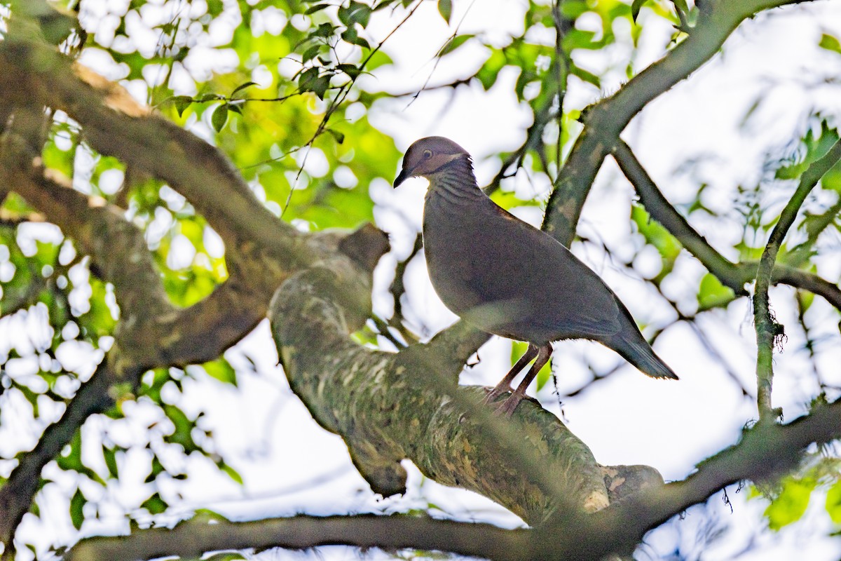 White-throated Quail-Dove - Charlie Bostwick