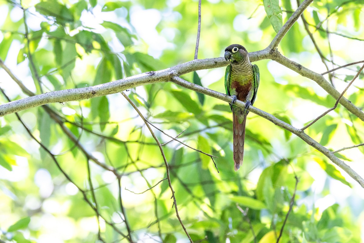 Green-cheeked Parakeet - Charlie Bostwick