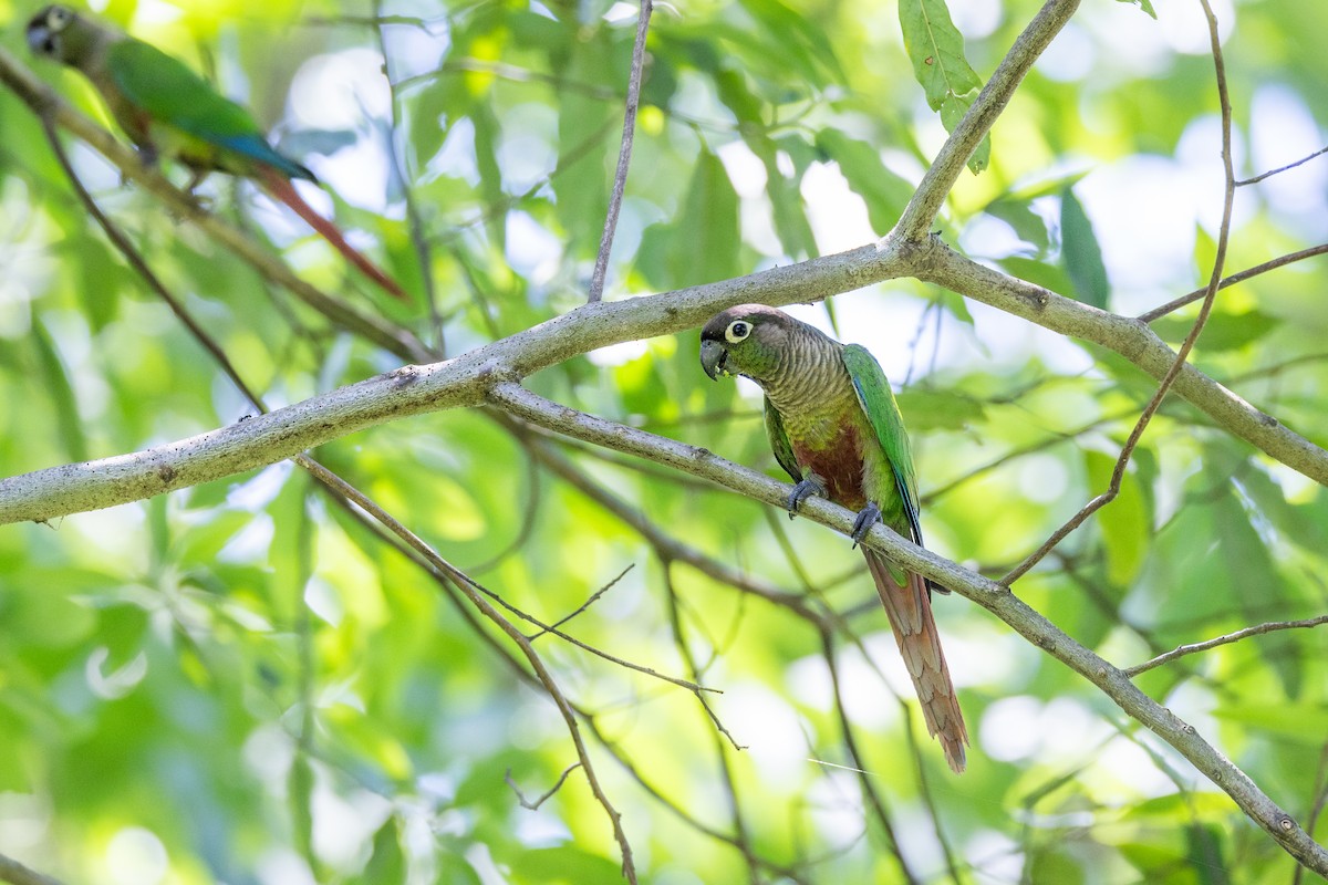 Green-cheeked Parakeet - Charlie Bostwick