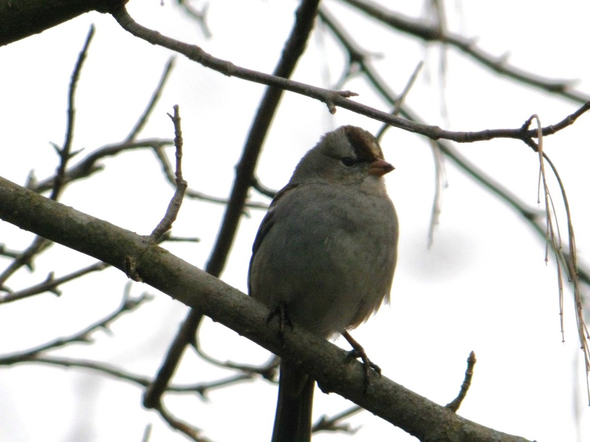 White-crowned Sparrow - ML615254449