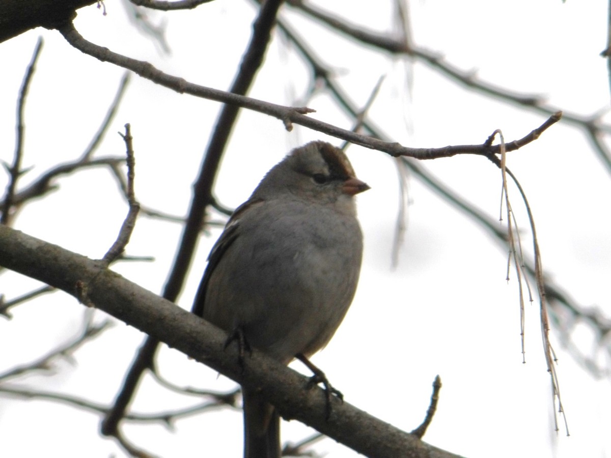 White-crowned Sparrow - ML615254450