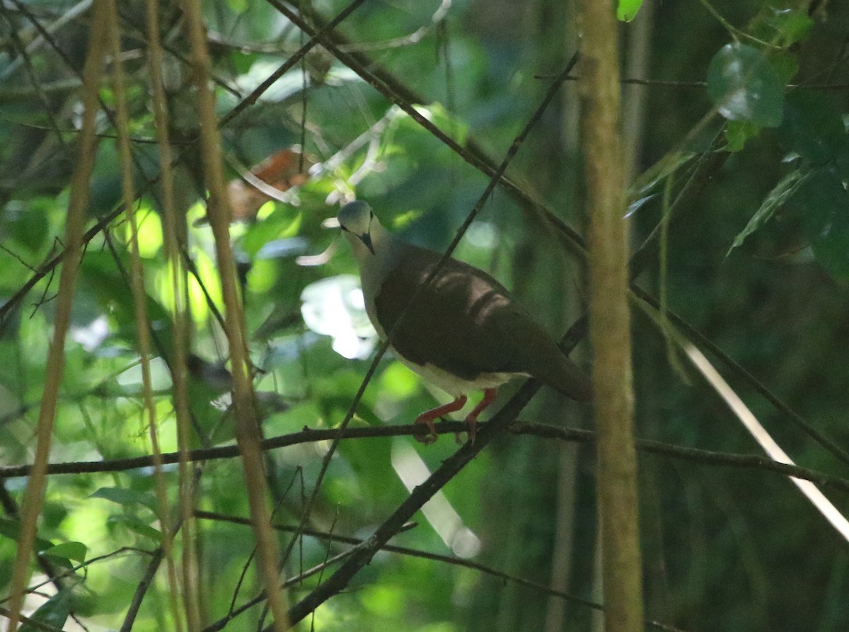 Сероголовая голубка (battyi/malae) - ML615254478