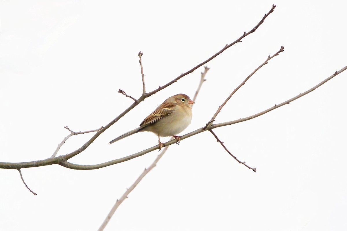 Field Sparrow - ML615254483