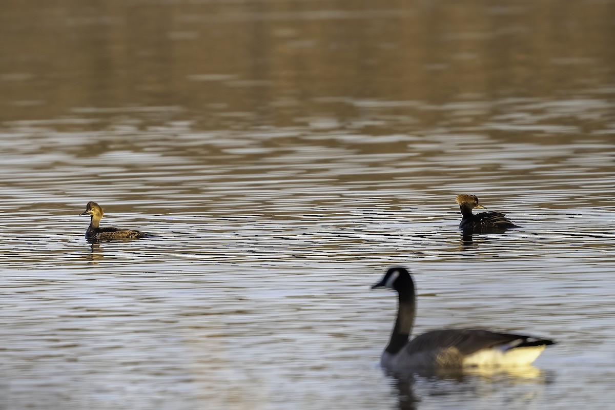 Hooded Merganser - Thomas Creel