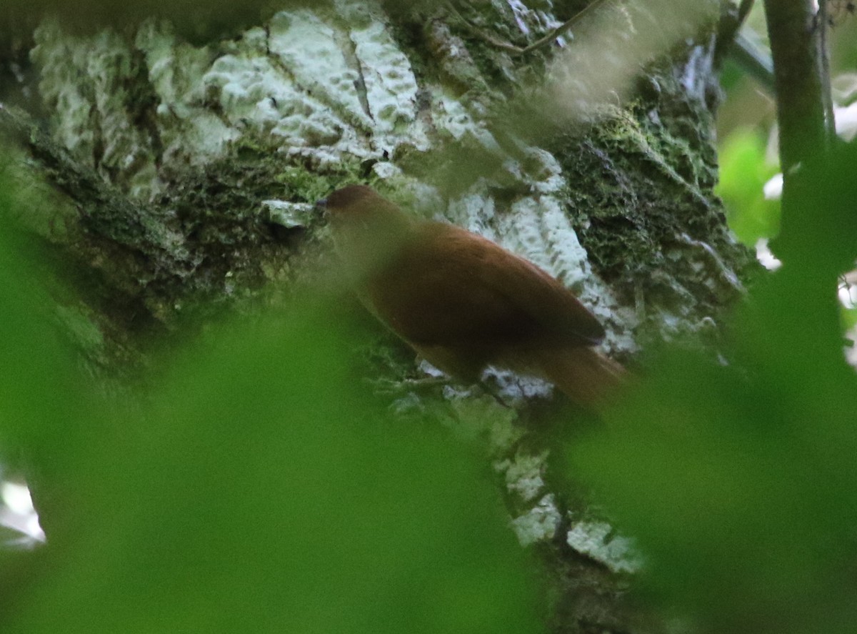 Coiba Spinetail - ML615254520