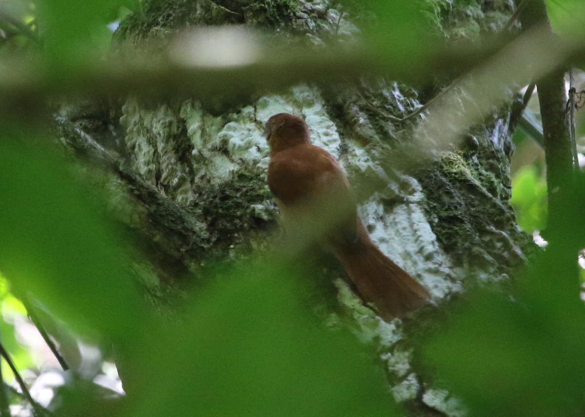 Coiba Spinetail - River Ahlquist