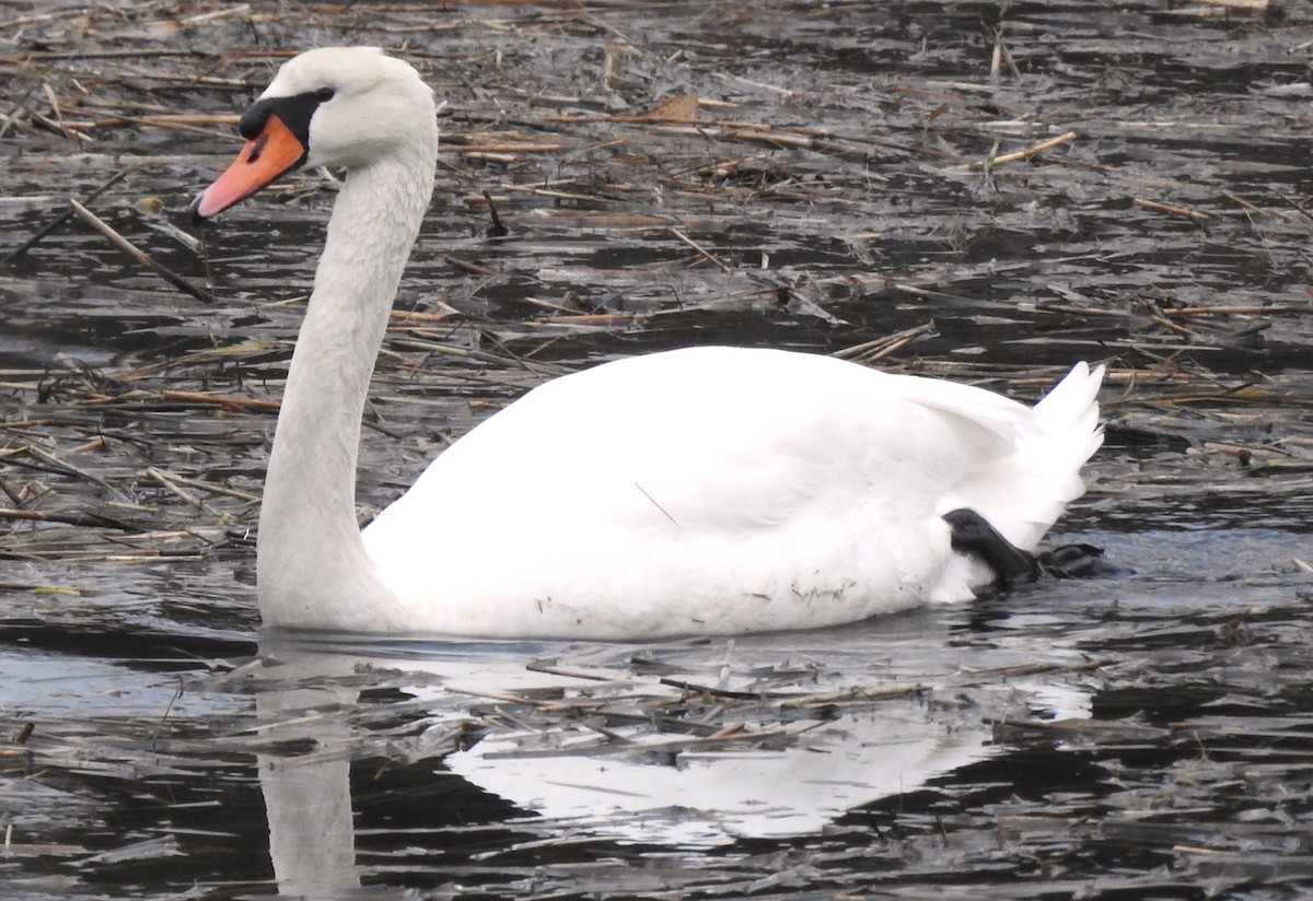 Mute Swan - ML615254548