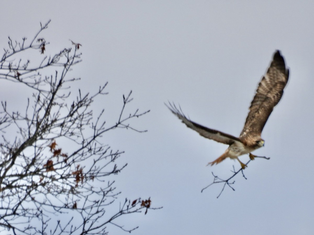 Red-tailed Hawk - Lois Rockhill