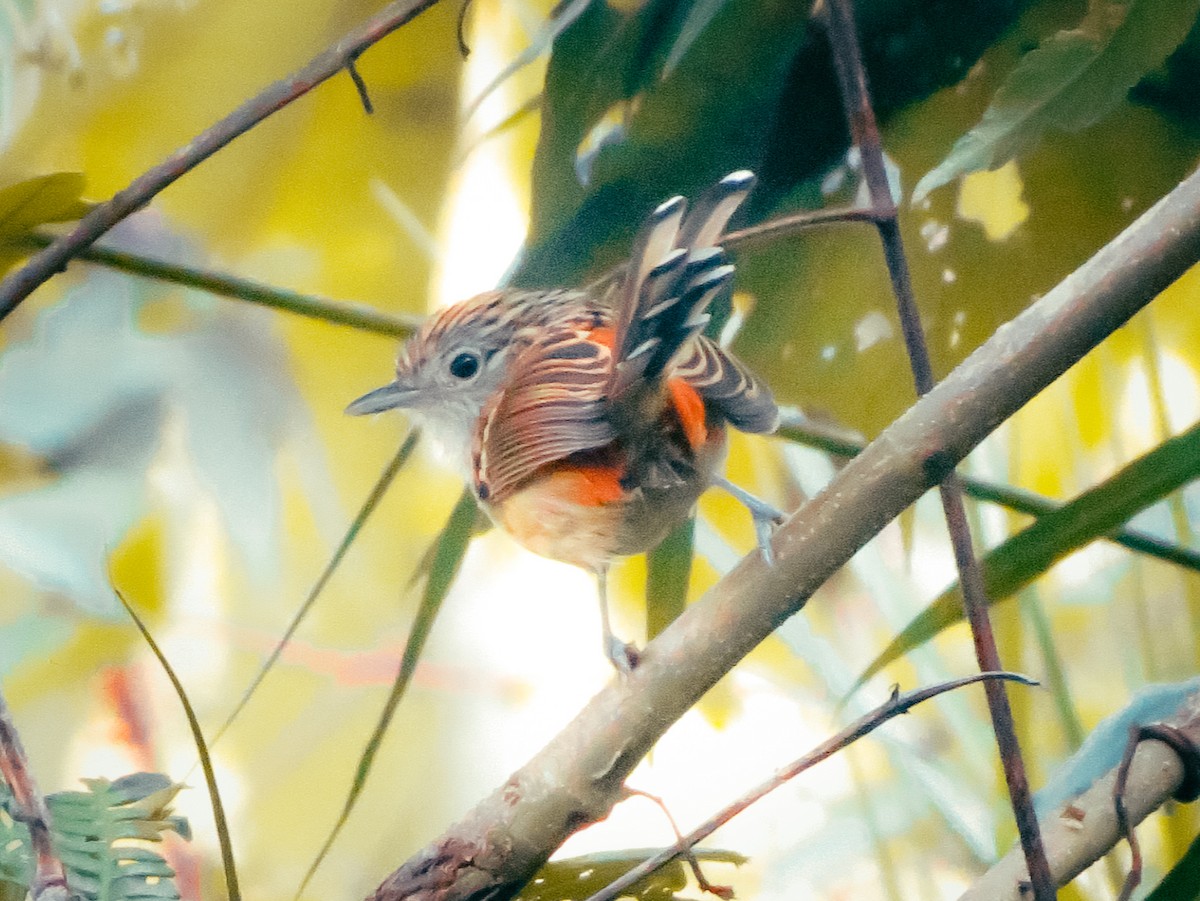 Klages's Antbird - ML615254582