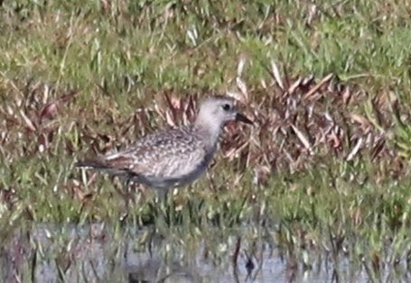 Black-bellied Plover - ML615254597