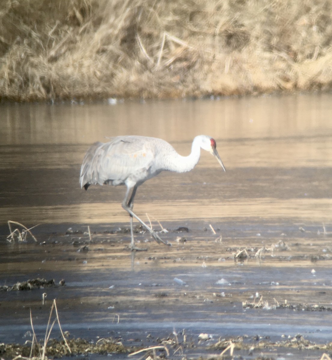 Sandhill Crane - ML615254609