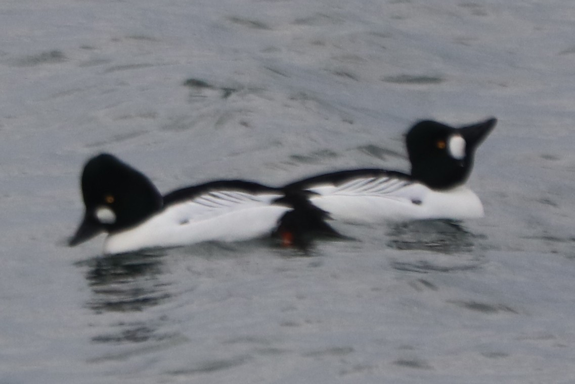 Common Goldeneye - ML615254626