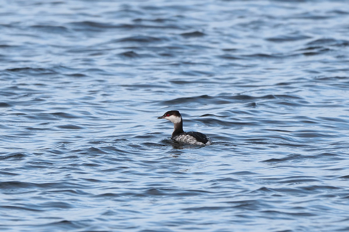 Horned Grebe - ML615254627