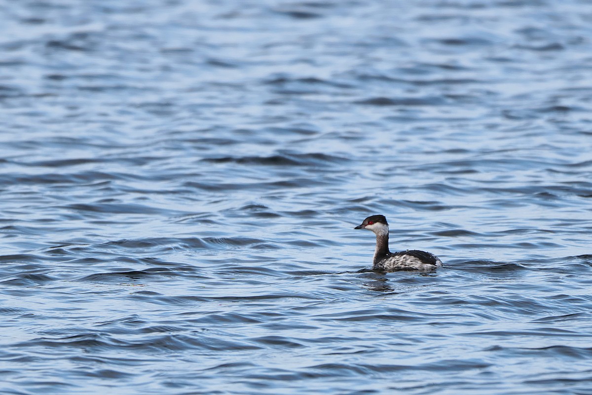 Horned Grebe - ML615254628