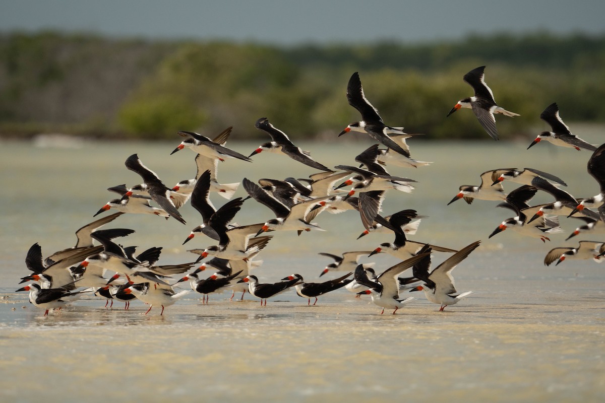 Black Skimmer - ML615254630