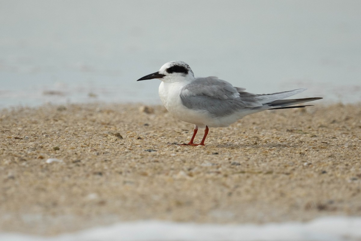 Forster's Tern - ML615254682