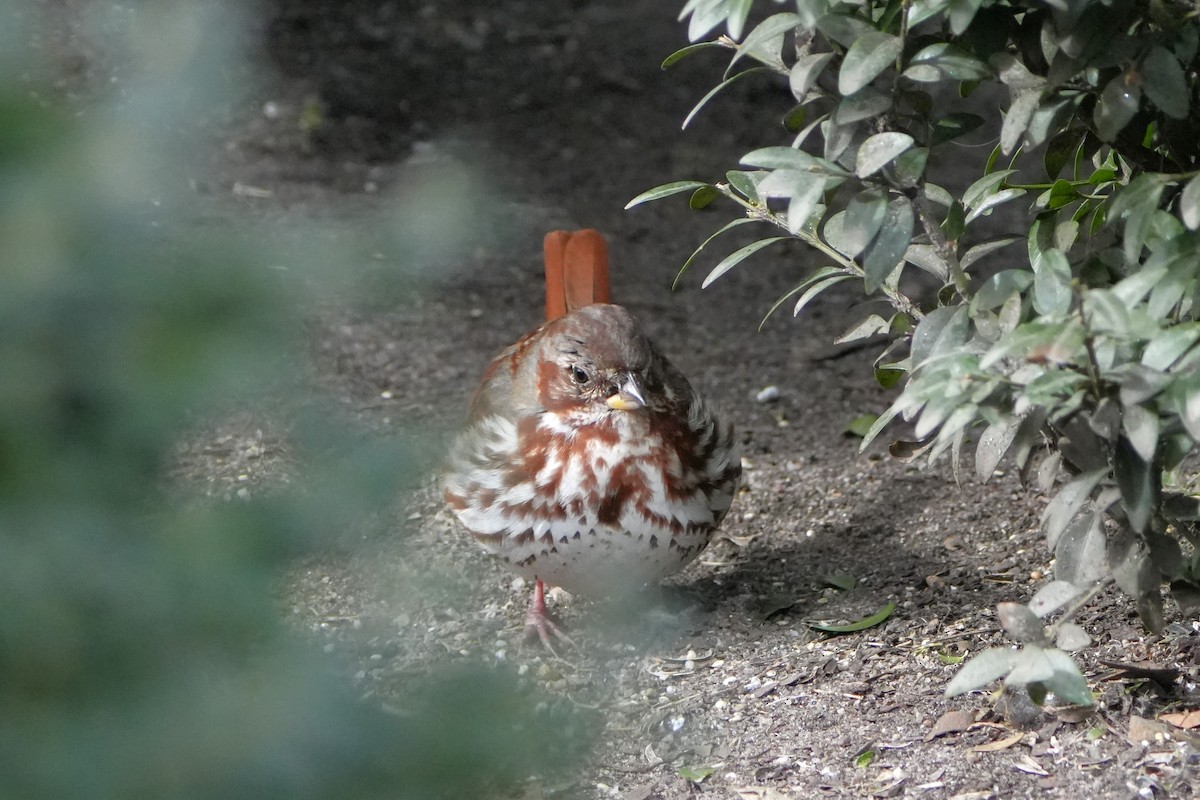 Fox Sparrow - ML615254788