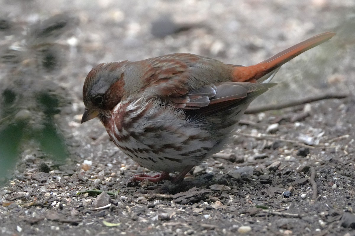 Fox Sparrow - ML615254829