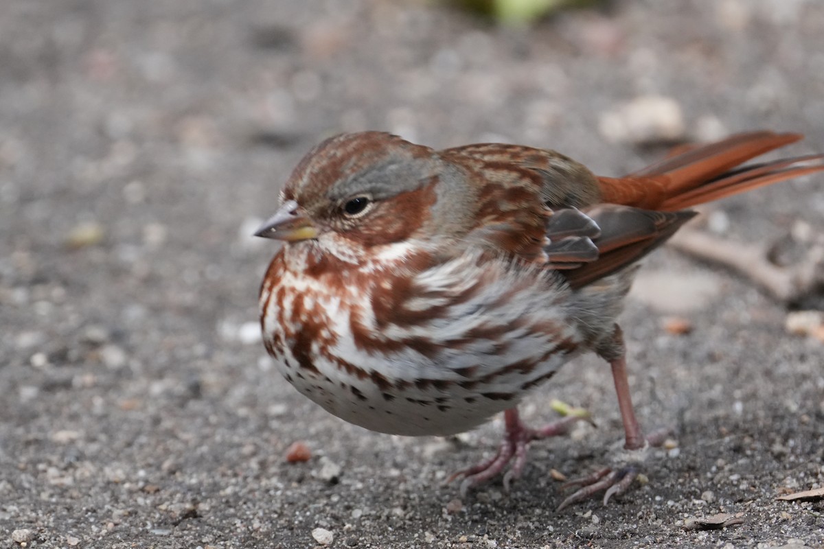 Fox Sparrow - Yue Huang