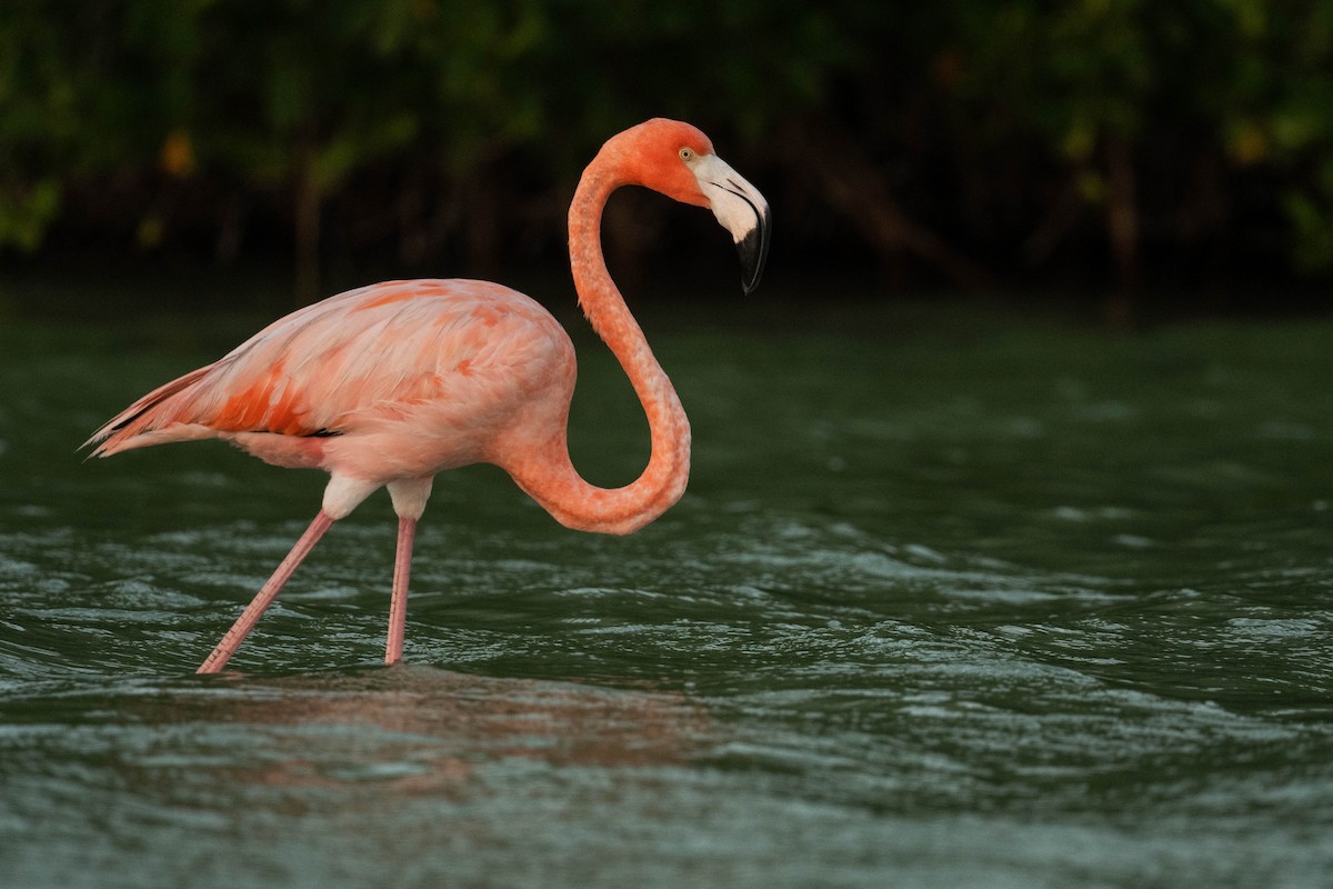 American Flamingo - ML615254935