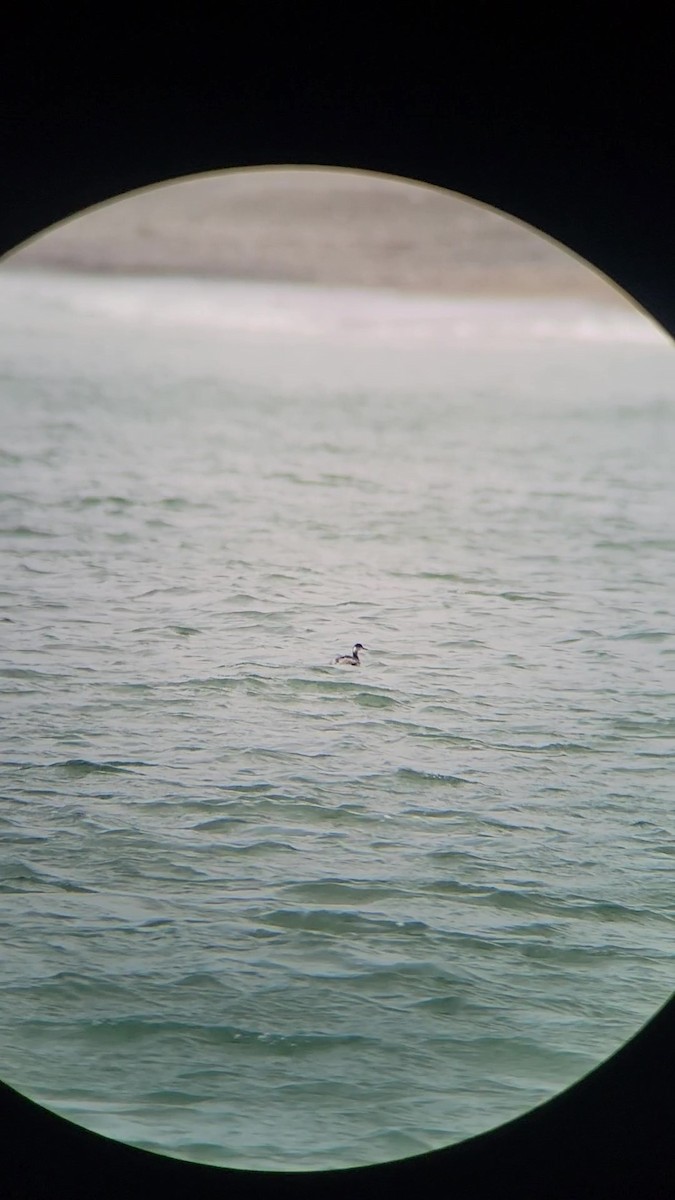 Eared Grebe - ML615254941