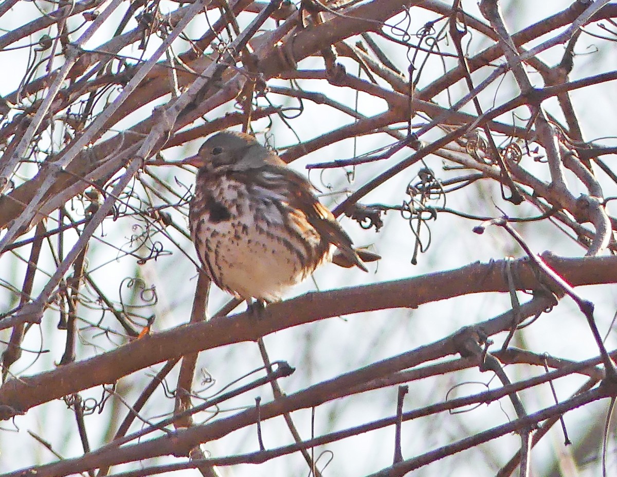 Fox Sparrow - Emily Huang