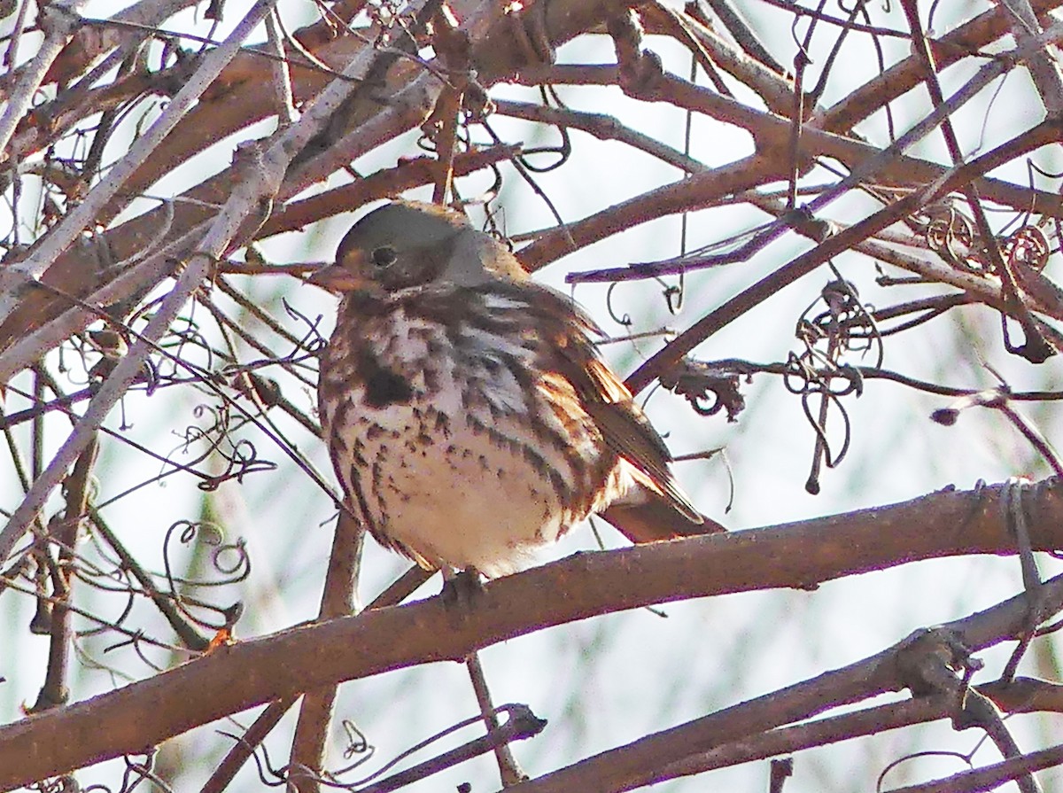 Fox Sparrow - Emily Huang