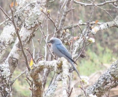 Asian Fairy-bluebird - ML615255003