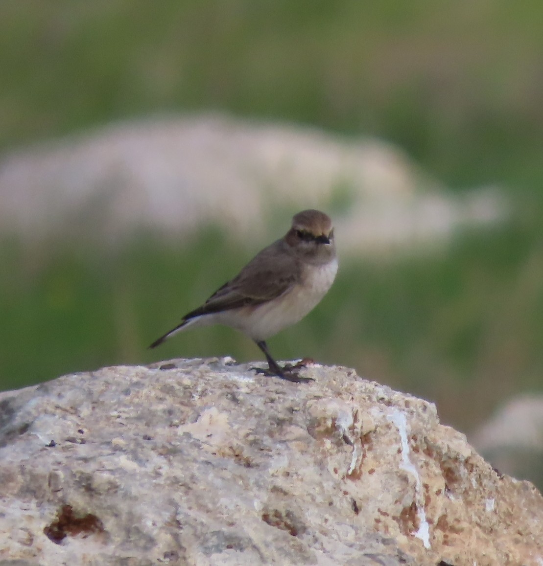 Isabelline Wheatear - ML615255044