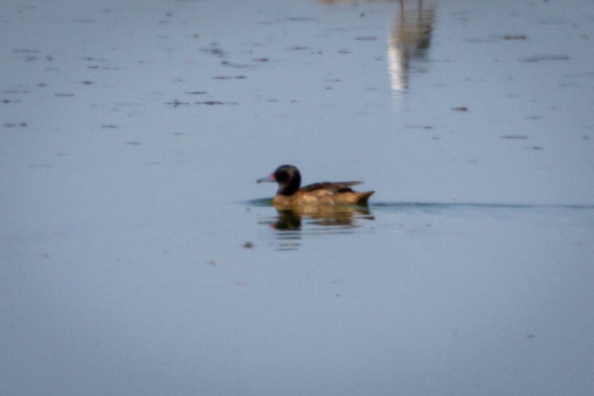 Black-headed Duck - ML615255069