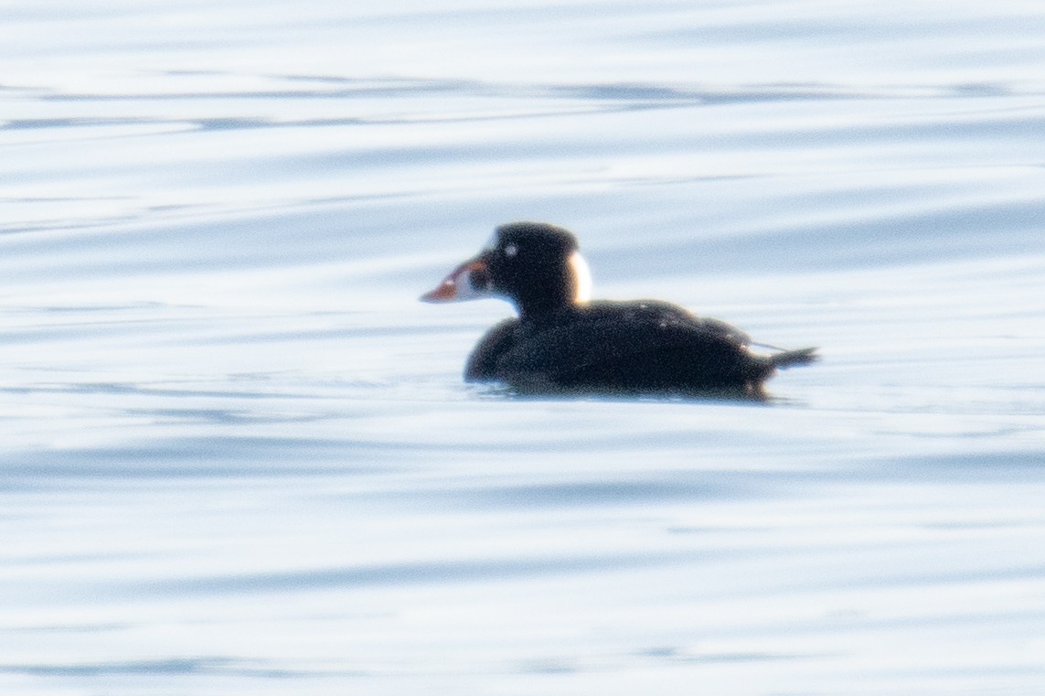 Surf Scoter - ML615255099