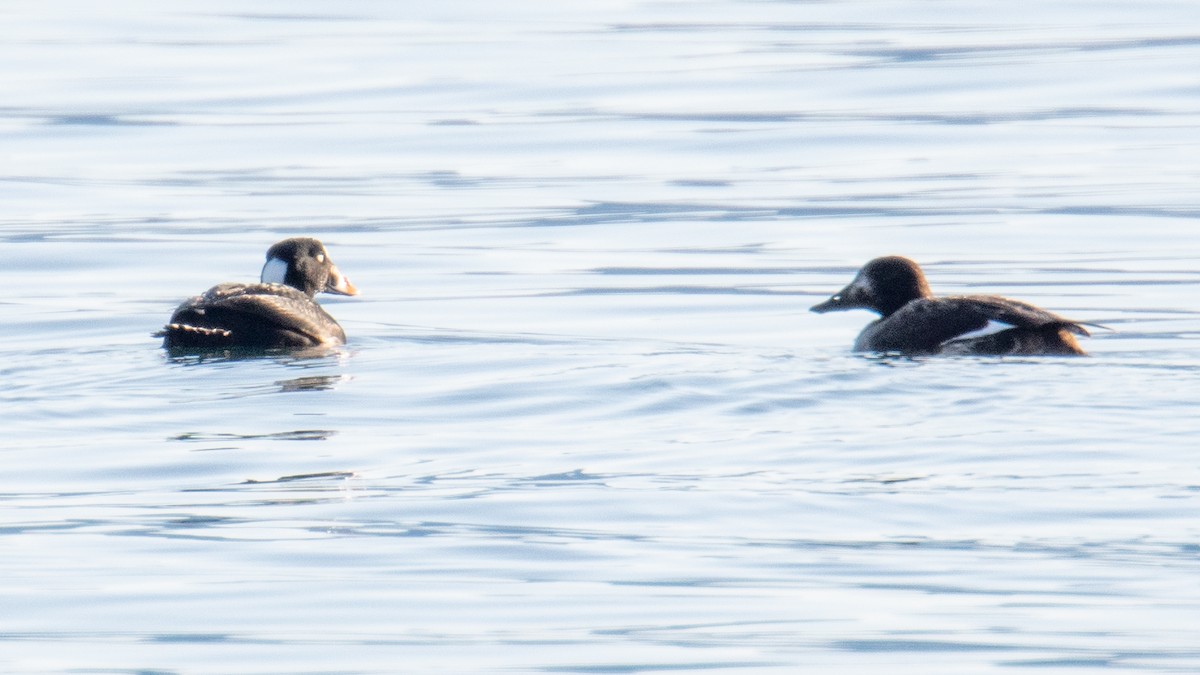 Surf Scoter - ML615255100