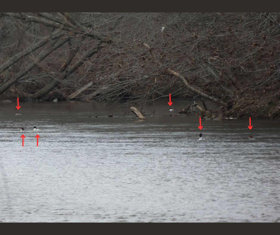 Common Merganser - Tony-Cara Woods