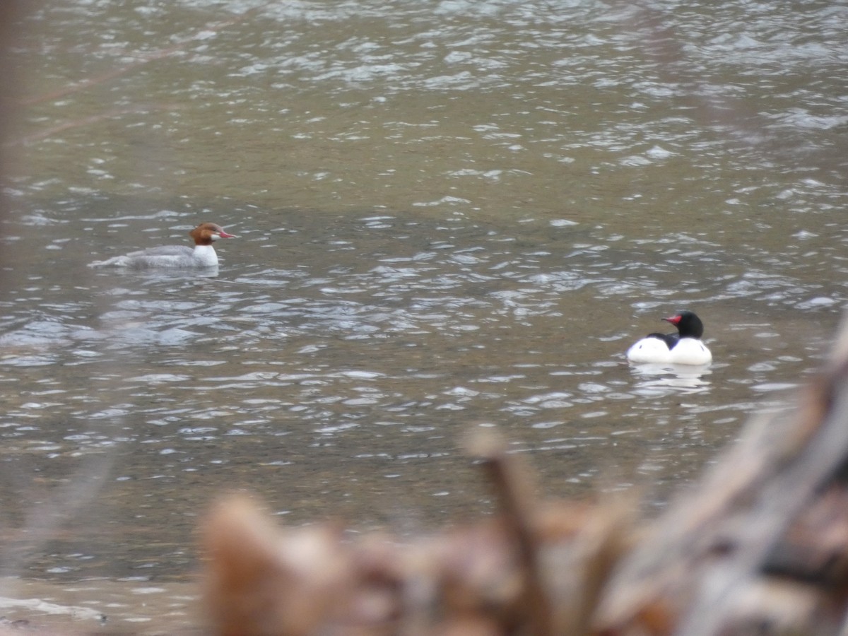 Common Merganser - Tony-Cara Woods