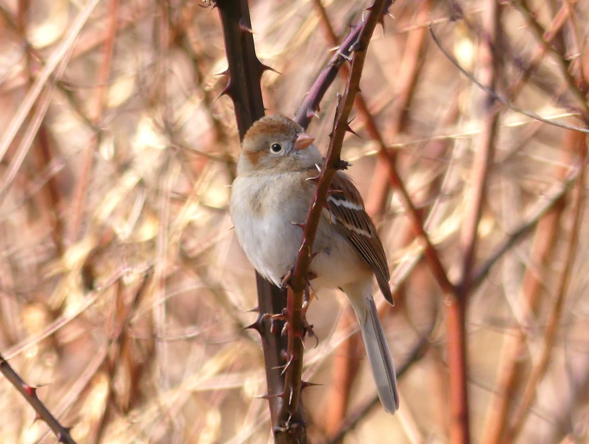 Field Sparrow - ML615255158