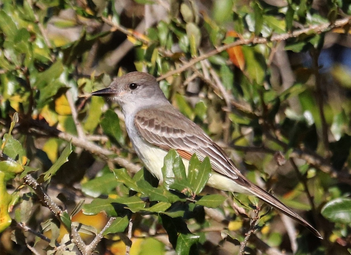 Ash-throated Flycatcher - ML615255178