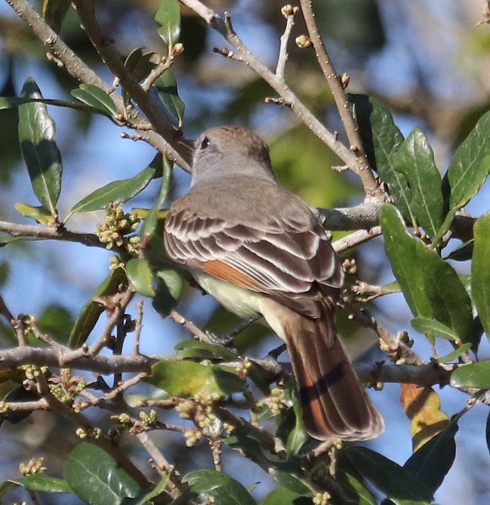 Ash-throated Flycatcher - ML615255181