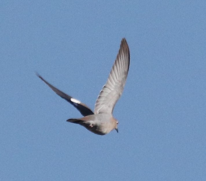 White-winged Dove - ML615255211
