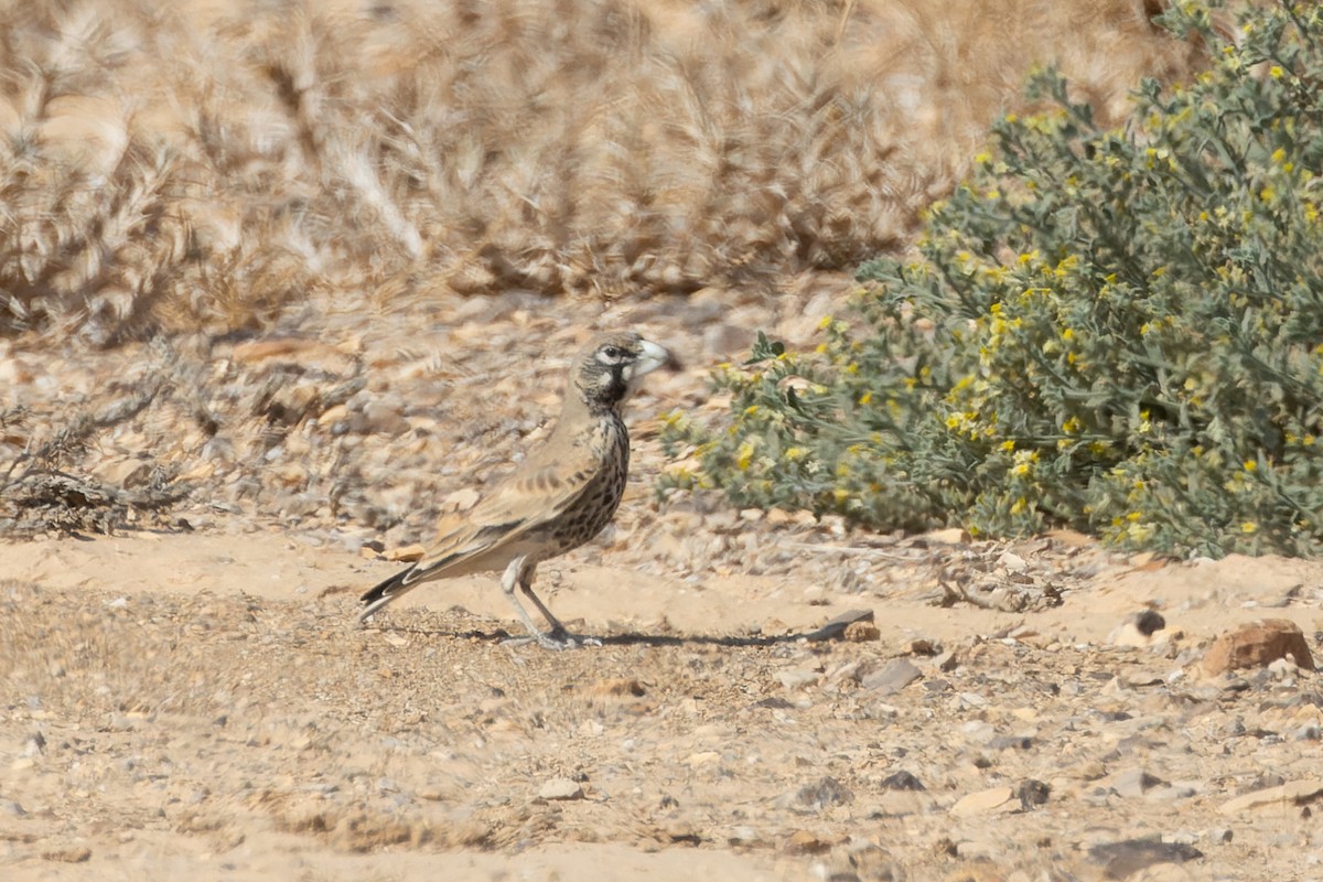 Thick-billed Lark - Micha Mandel