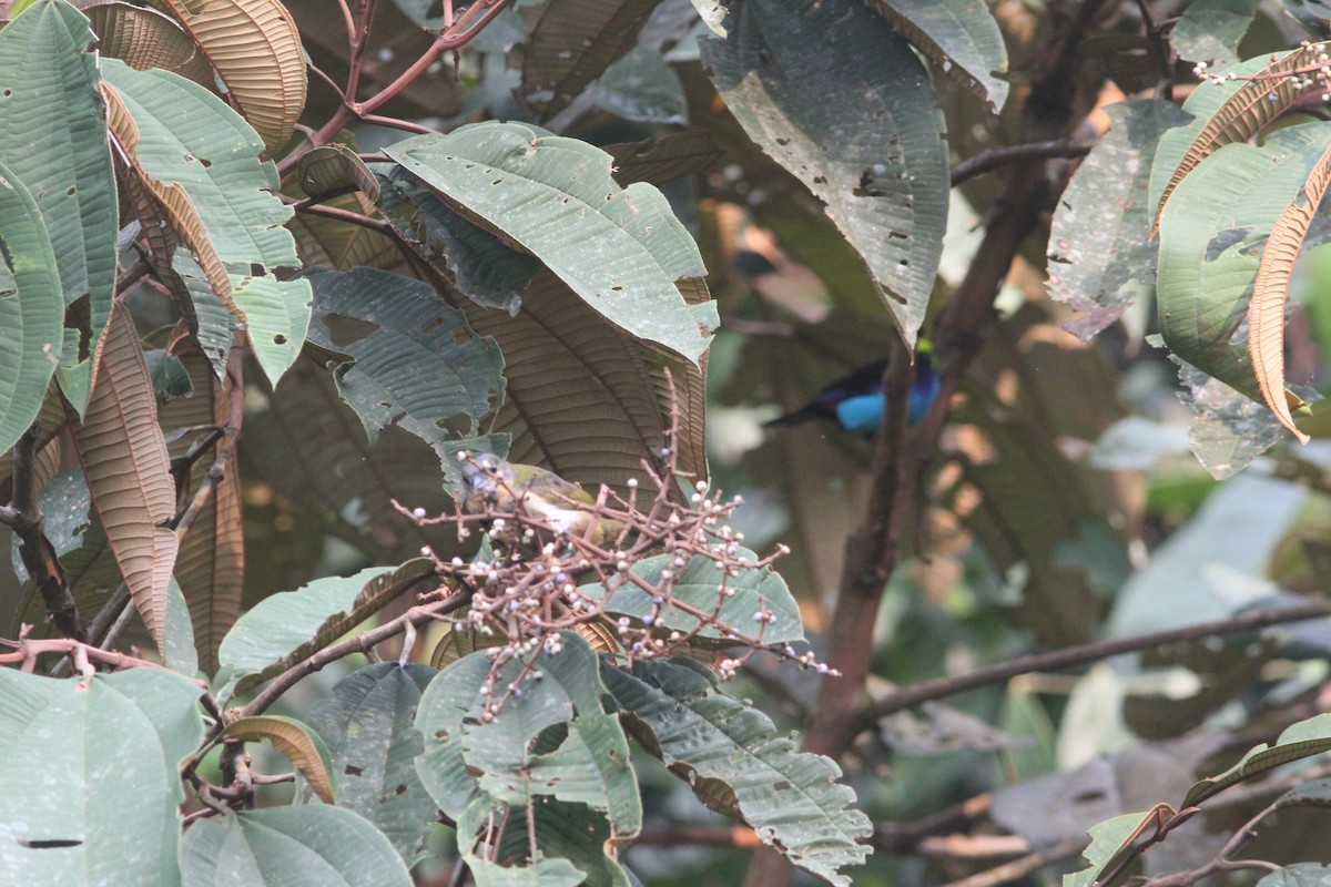 Fulvous-crested Tanager - ML615255227