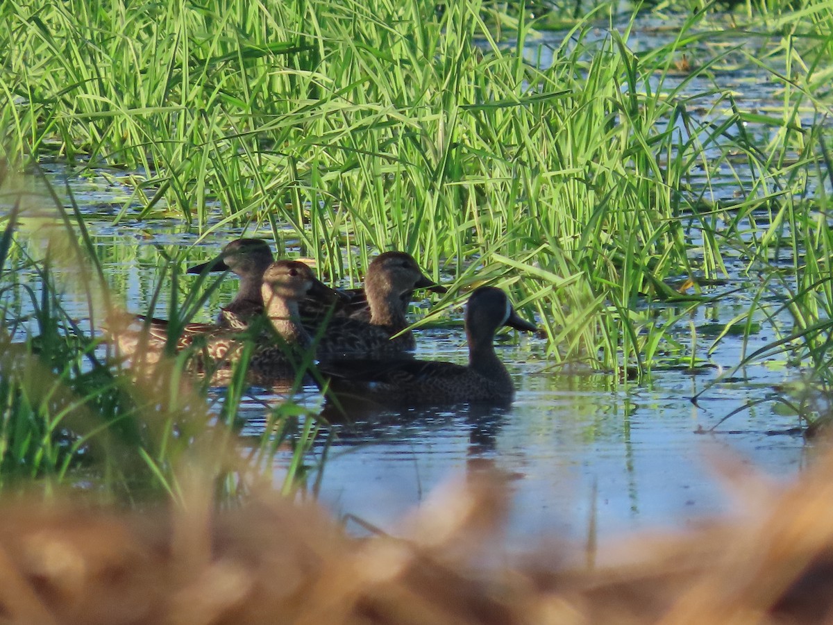 Blue-winged Teal - ML615255253