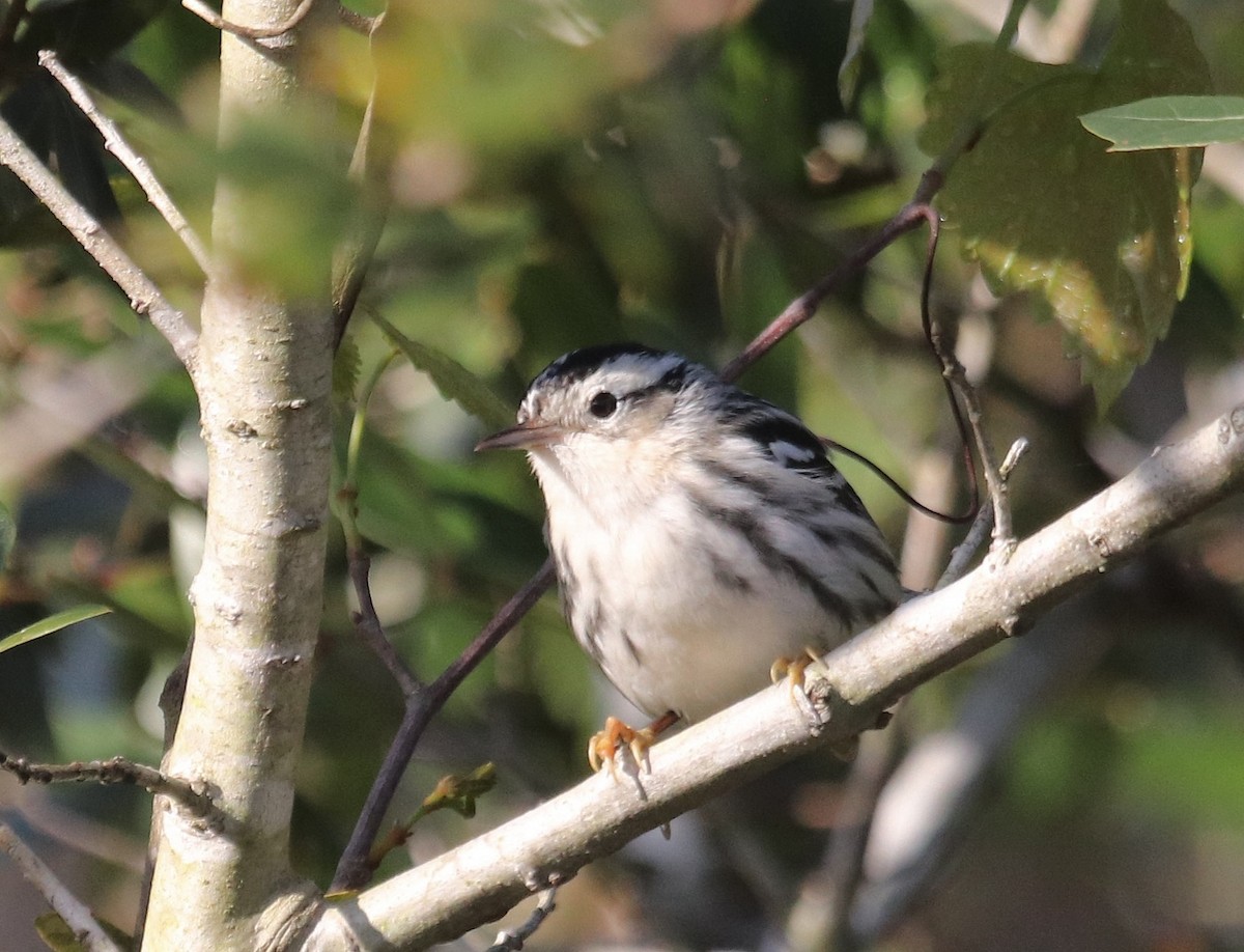 Black-and-white Warbler - ML615255257