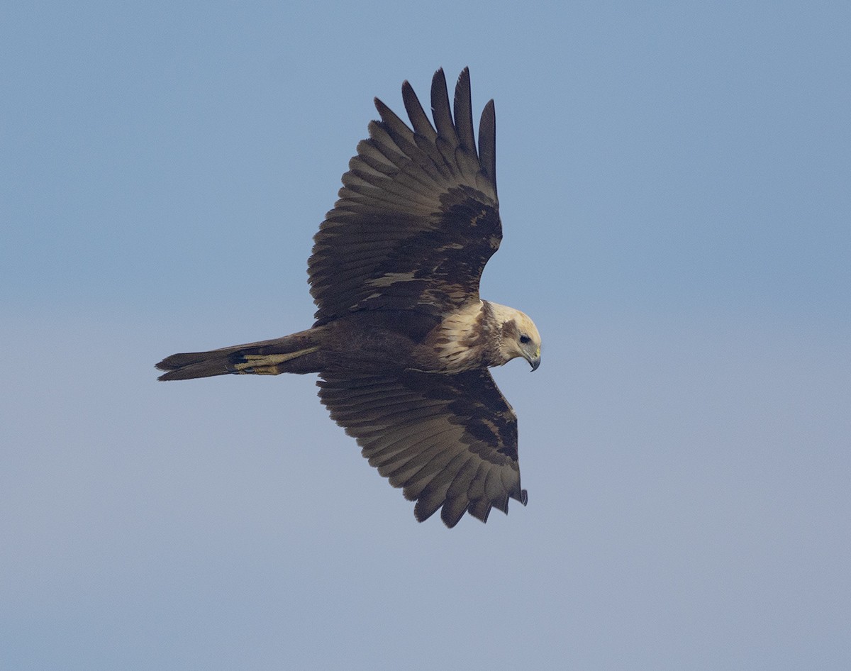 Eastern Marsh Harrier - ML615255260