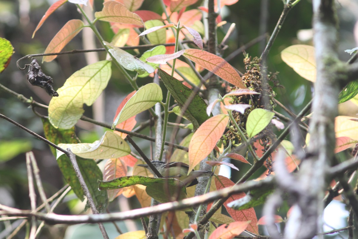 Rusty-winged Antwren - ML615255261