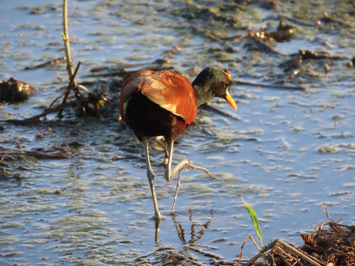 Jacana du Mexique - ML615255270