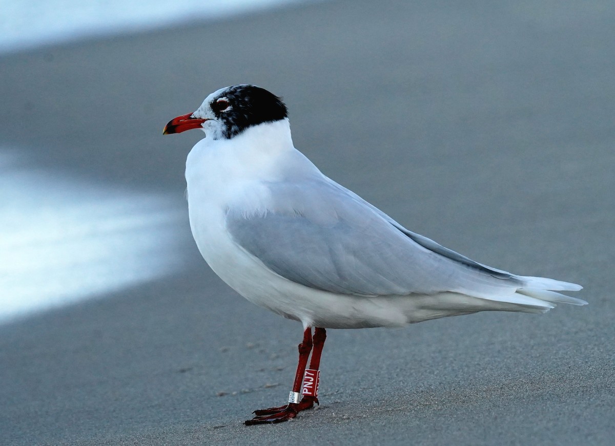 Mediterranean Gull - ML615255294