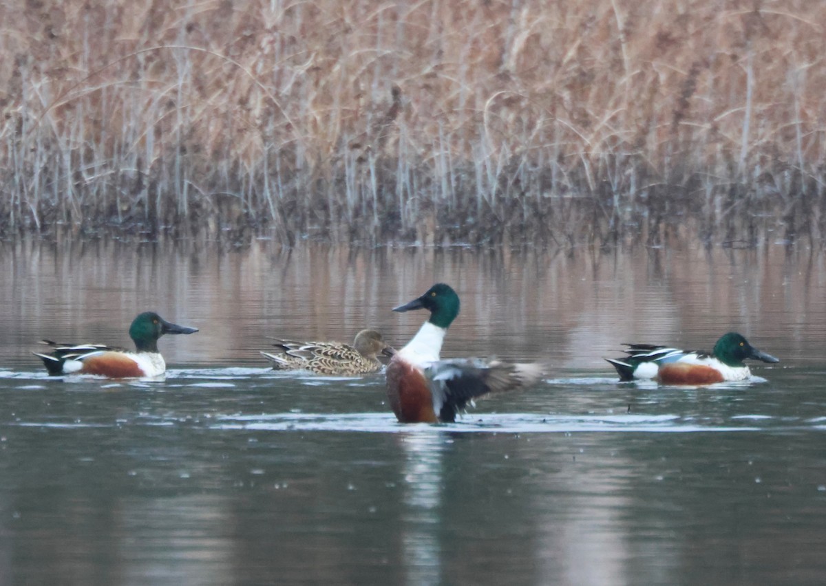 Northern Shoveler - ML615255298