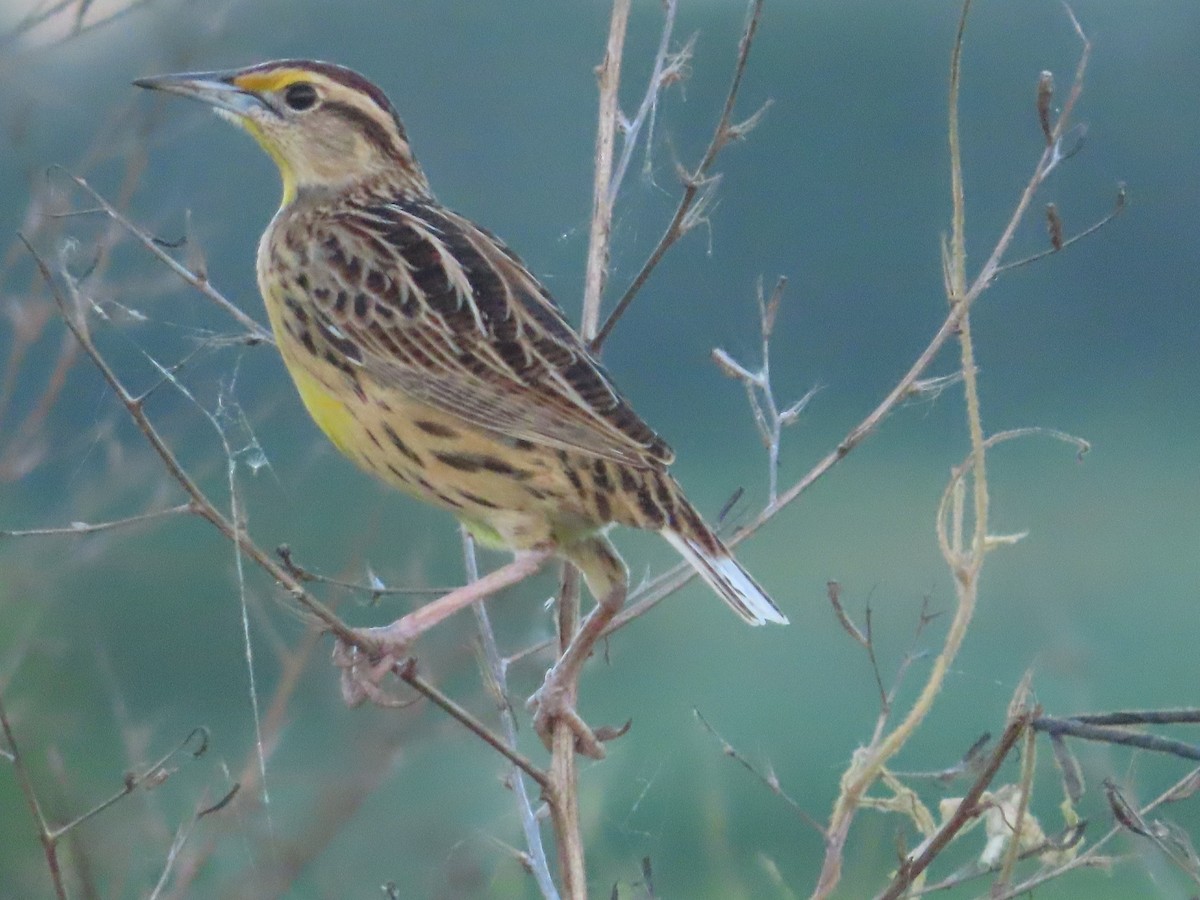 Eastern Meadowlark - ML615255301