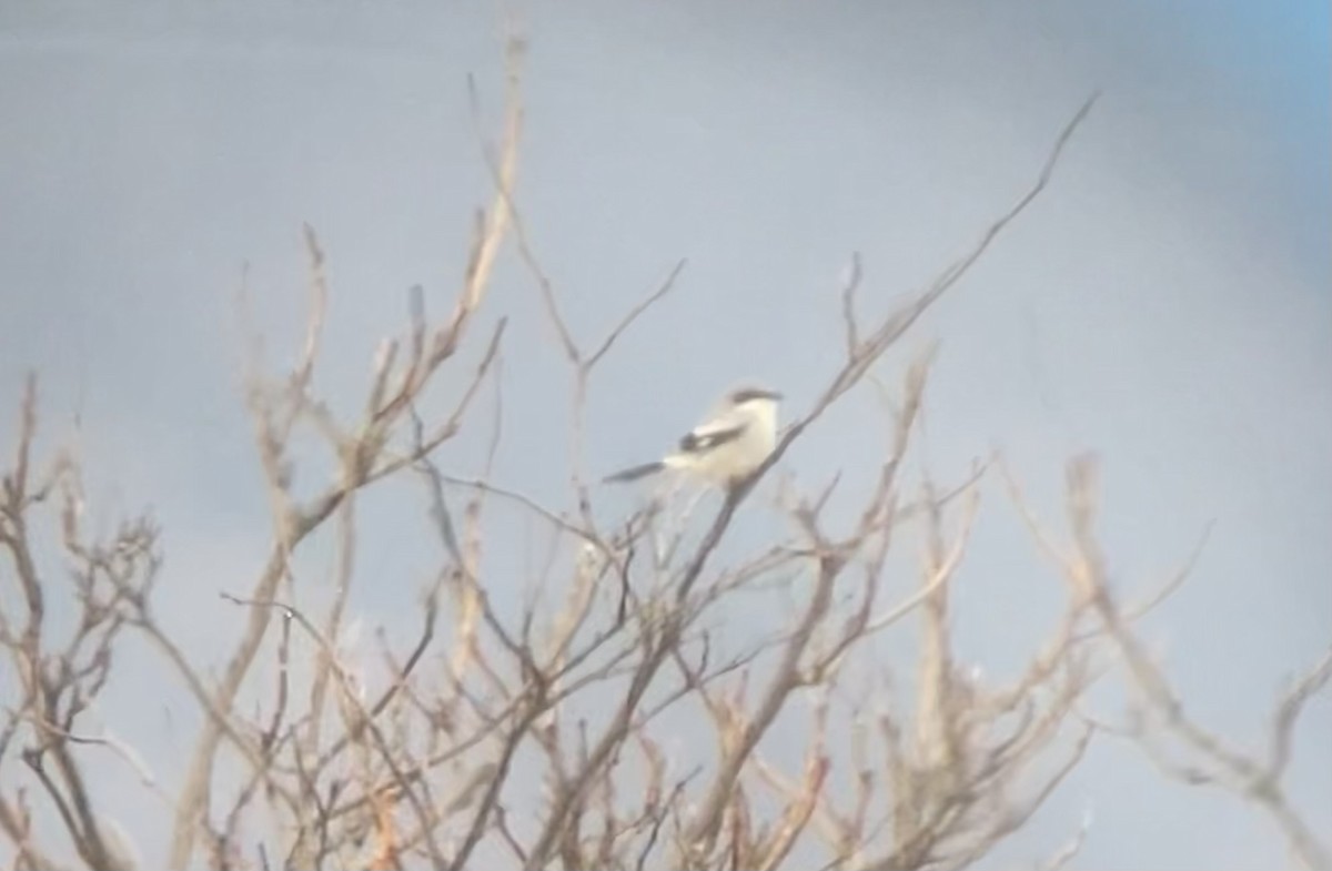 Loggerhead Shrike - ML615255343