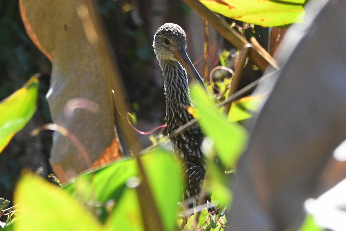 Limpkin - ML615255382